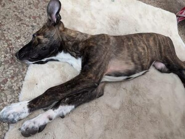 DAFNE 💚💚💚sucht Für-immer-Zuhause
