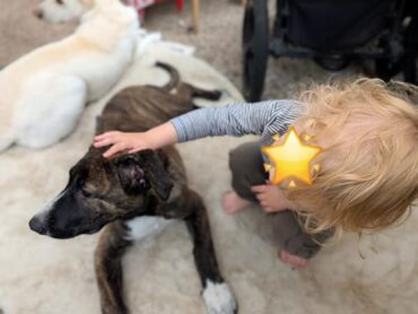 DAFNE 💚💚💚sucht Für-immer-Zuhause
