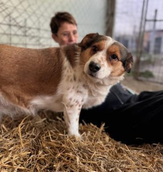 Babette Mix Hündin 4,7 Jahre in 72587