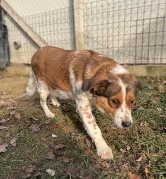 Babette Mix Hündin 4,7 Jahre in 72587