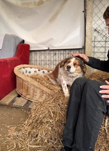 Babette Mix Hündin 4,7 Jahre in 72587
