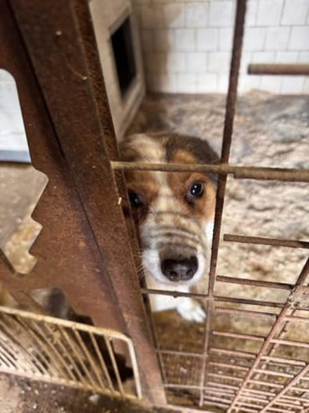Babette Mix Hündin 4,7 Jahre in 72587