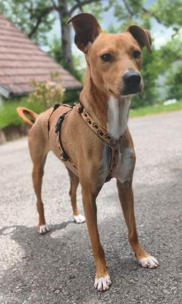 Enzo verschmust lieb sucht Familie