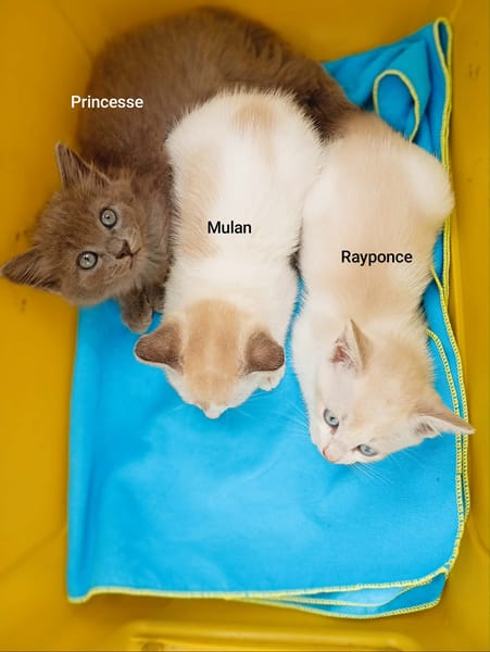 MULAN CHATONNE croisé siamoise
