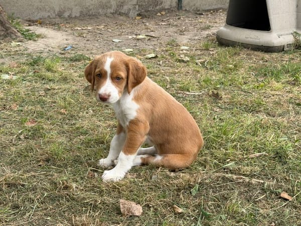 OLORI (En cours d'adoption)