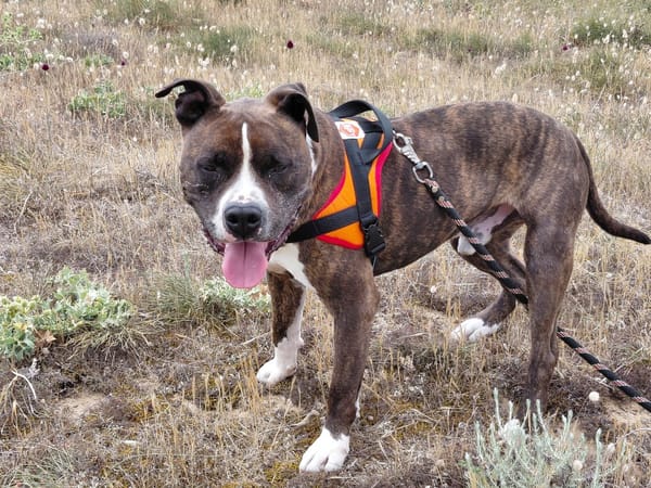 TYSON