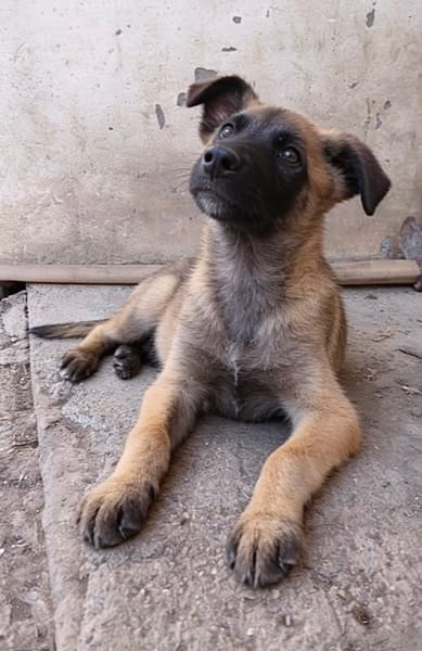 ANDREI