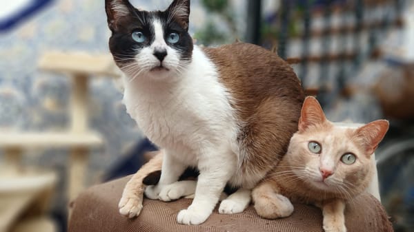 LUCA, BOMBON et IRIS