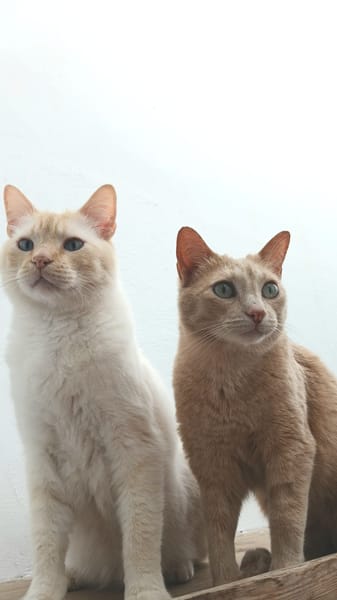 LUCA, BOMBON et IRIS