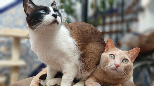 LUCA, BOMBON et IRIS
