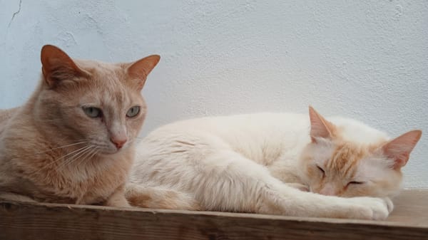 LUCA, BOMBON et IRIS