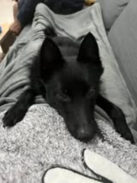 AIKO