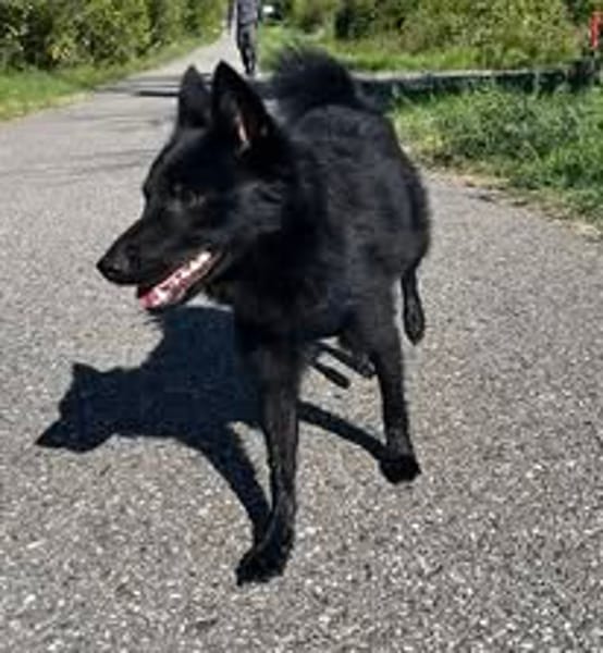 AIKO