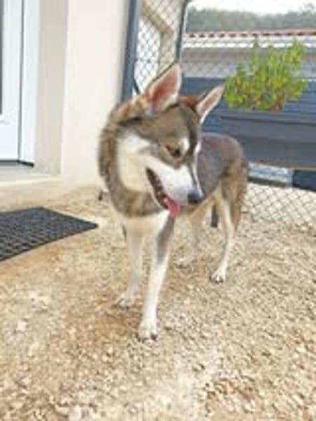 BALTO