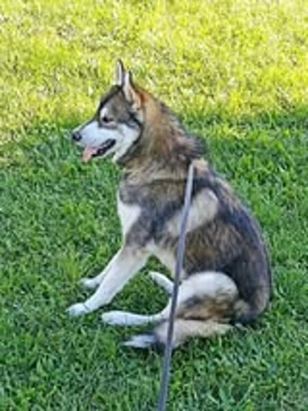 BALTO