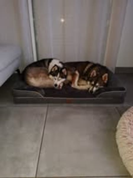 BALTO