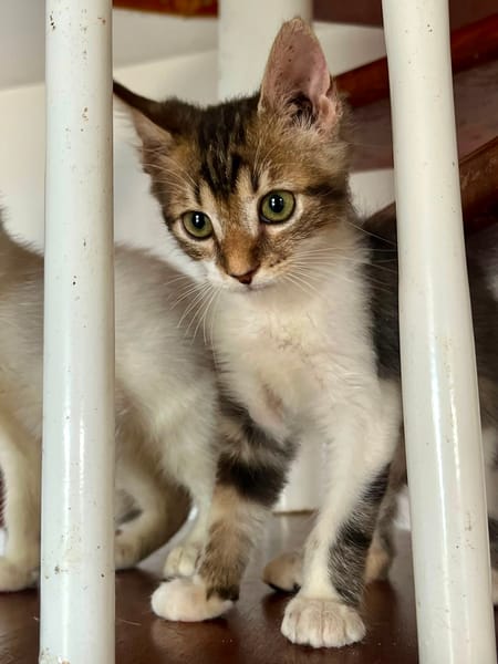 BARNABÉ, chaton type européen mâle