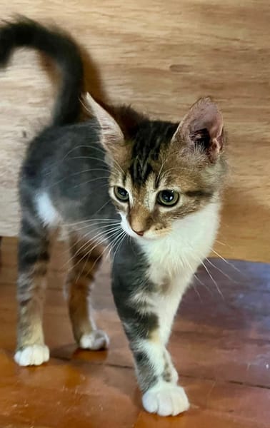 BARNABÉ, chaton type européen mâle