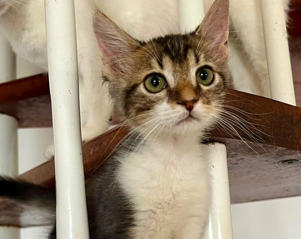 BARNABÉ, chaton type européen mâle