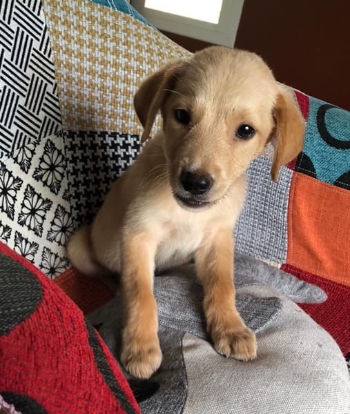 MYLO, chiot Berger Créole mâle