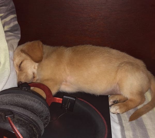 MYLO, chiot Berger Créole mâle