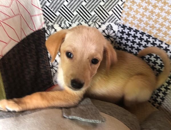 MYLO, chiot Berger Créole mâle