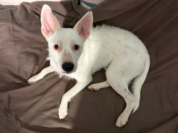 LOLA, Femelle Berger Créole