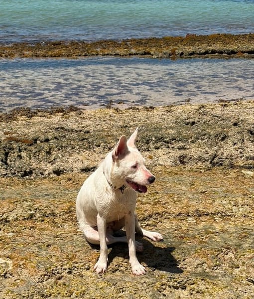 LOLA, Femelle Berger Créole