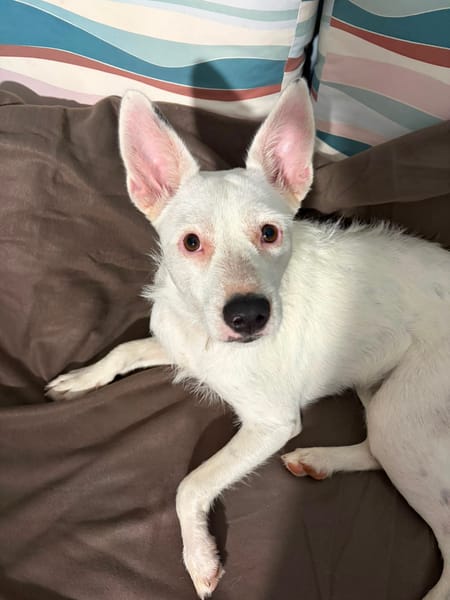 LOLA, Femelle Berger Créole