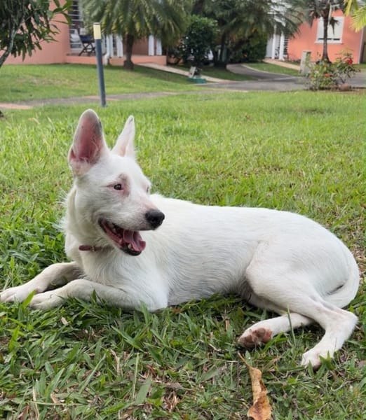 LOLA, Femelle Berger Créole