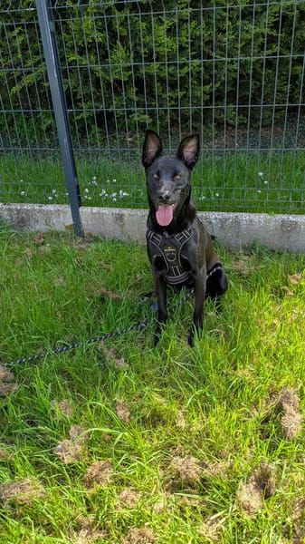Maïa, Femelle, X Labrador, née le 10/11/2024 🐶