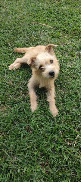 Lucie, femelle, X Terrier, née le 01/01/2023 🐶