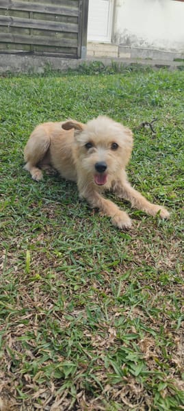 Lucie, femelle, X Terrier, née le 01/01/2023 🐶