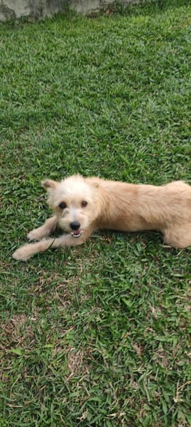 Lucie, femelle, X Terrier, née le 01/01/2023 🐶