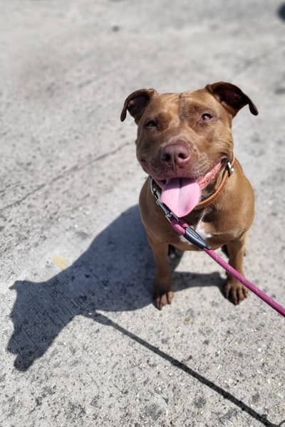 Brooklyn, femelle, Berger X Staffordshire Terrier (Décatégorisée par diagnose), née le 20/04/2022 🐶