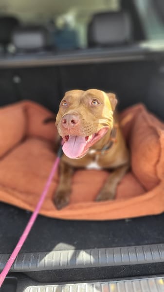 Brooklyn, femelle, Berger X Staffordshire Terrier (Décatégorisée par diagnose), née le 20/04/2022 🐶