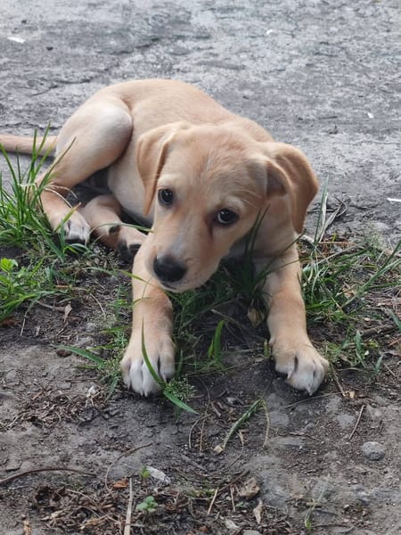 Chance, Femelle, X Berger, née le 10/04/2026 🐶