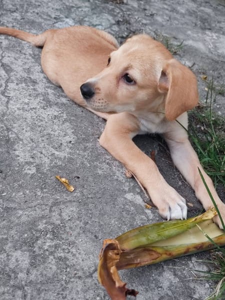 Chance, Femelle, X Berger, née le 10/04/2026 🐶