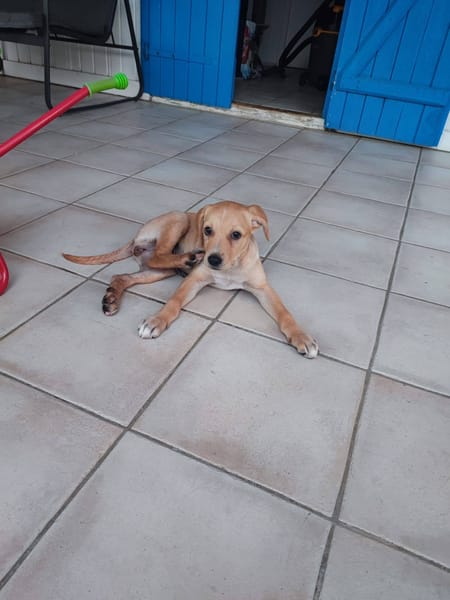 Chance, Femelle, X Berger, née le 10/04/2026 🐶