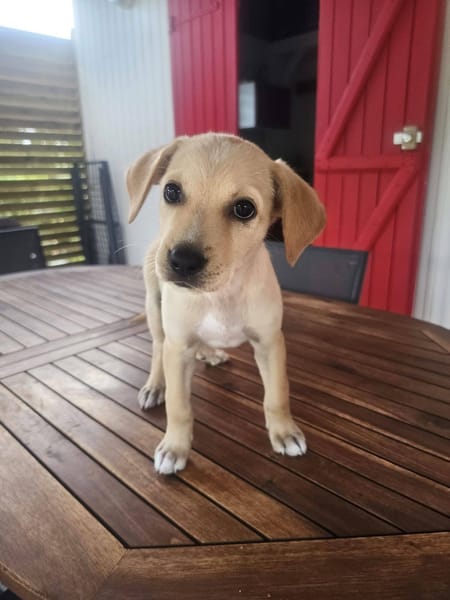 Chance, Femelle, X Berger, née le 10/04/2026 🐶