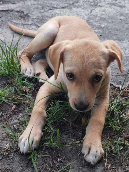 Chance, Femelle, X Berger, née le 10/04/2026 🐶