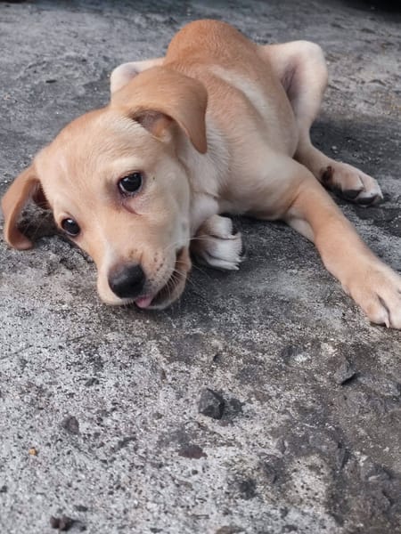 Chance, Femelle, X Berger, née le 10/04/2026 🐶