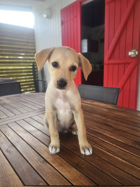 Chance, Femelle, X Berger, née le 10/04/2026 🐶
