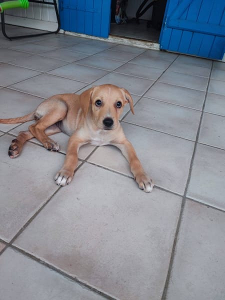 Chance, Femelle, X Berger, née le 10/04/2026 🐶