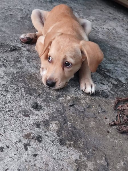 Chance, Femelle, X Berger, née le 10/04/2026 🐶