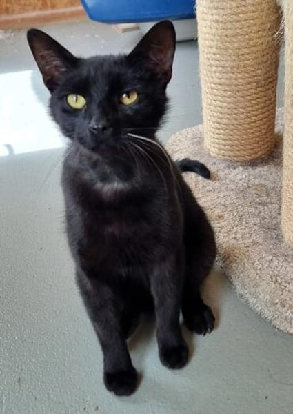 UPDATE zu Kater Bob