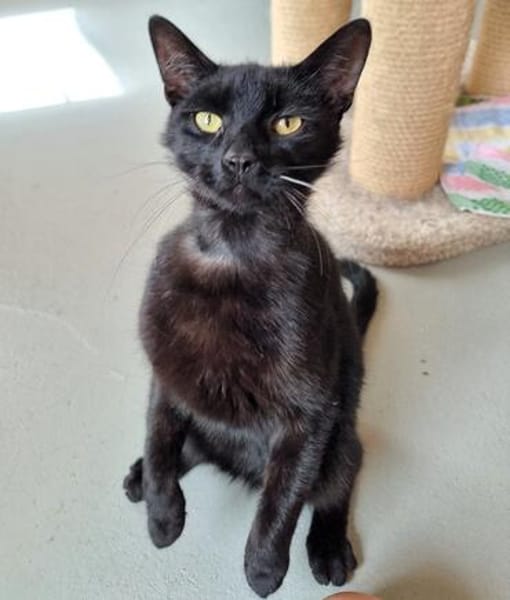 UPDATE zu Kater Bob