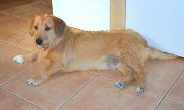 Dackel-Mix Hündin 1 1/2 Jahre kastriert