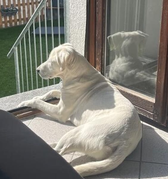 Denis - sensibler Rüde sucht Zuhause
