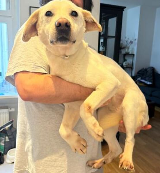 Anja - Liebenswerte Hündin sucht Zuhause